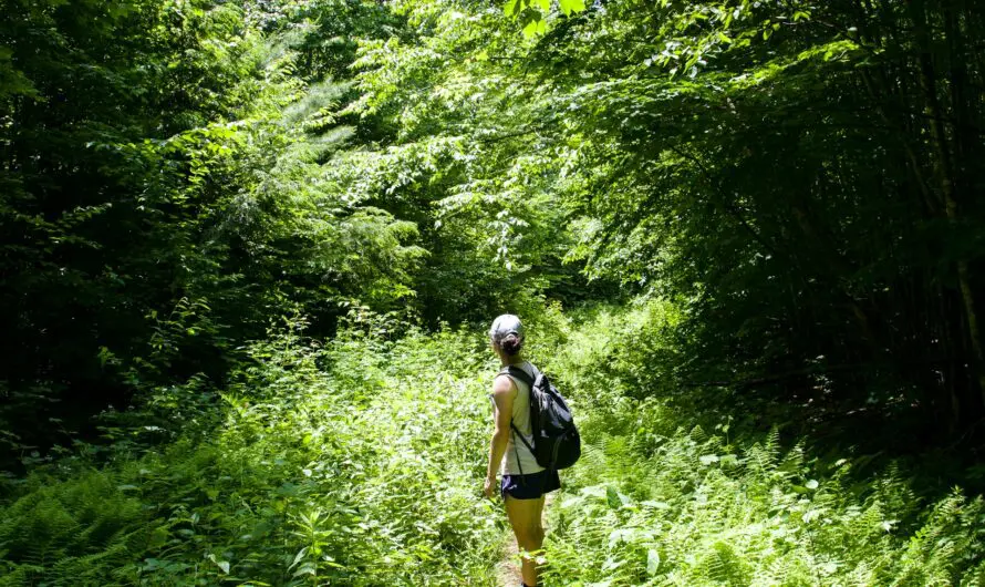 Gabon : une aventure de randonnée à travers la forêt tropicale
