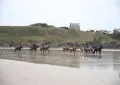 Group enjoying horseback riding along the scenic beach in Bretagne, France, under a clear sky.