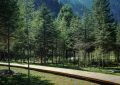 A wooden path winds through a dense pine forest