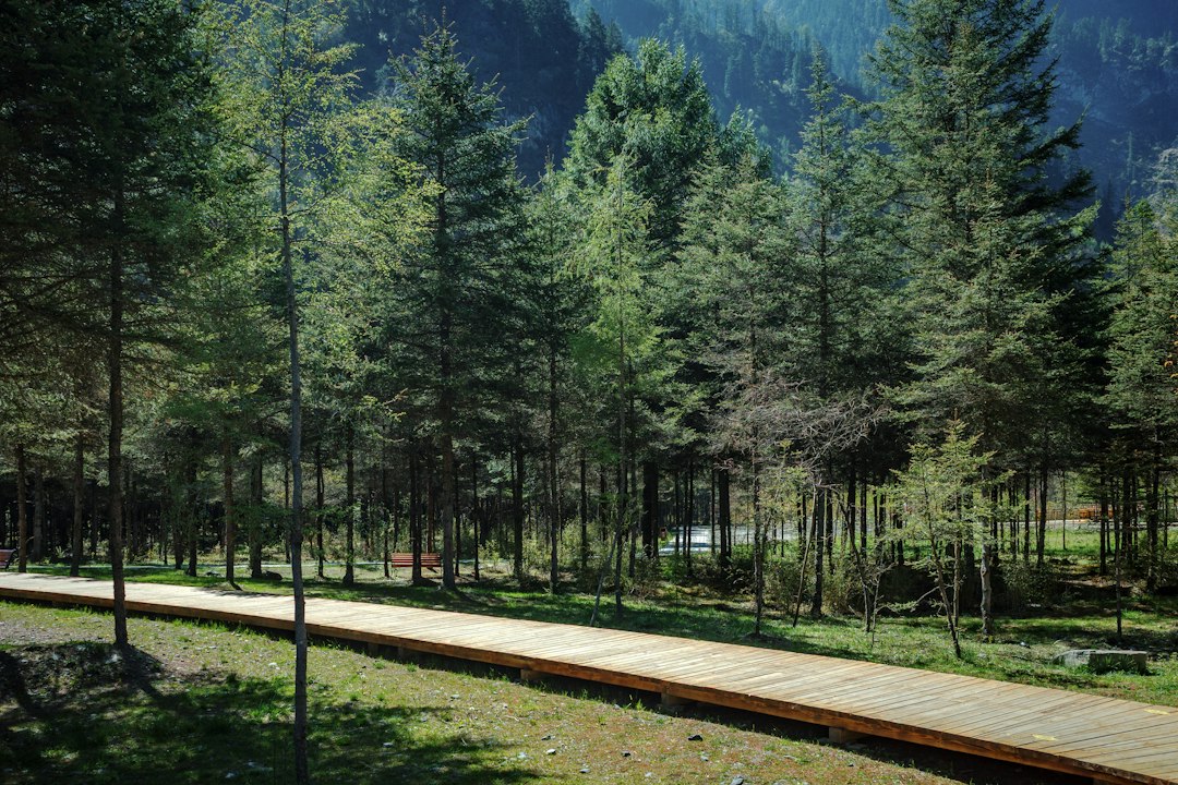 A wooden path winds through a dense pine forest